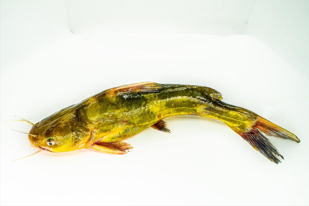 如何区别认识市面上常见的几种鱼,各种鱼怎么分类