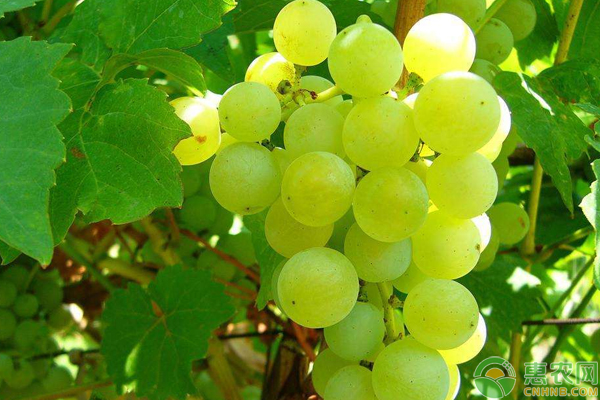 铜制剂可以防治哪些病害,铜制剂药剂都有哪些