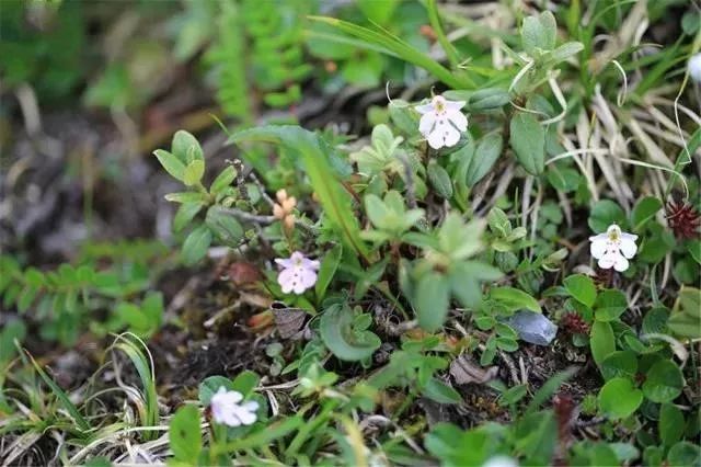 川西阿坝旅游详细攻略地图,川西阿坝旅游攻略三天