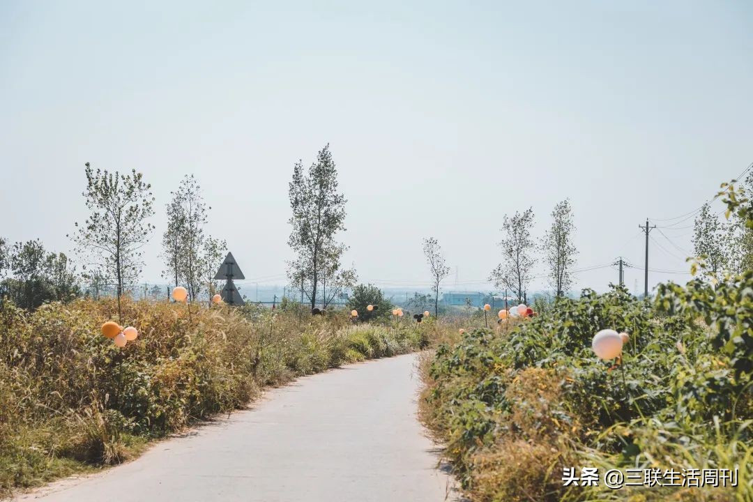 我回农村办新式婚礼：自己策划，村民夸奖，还登上了热搜