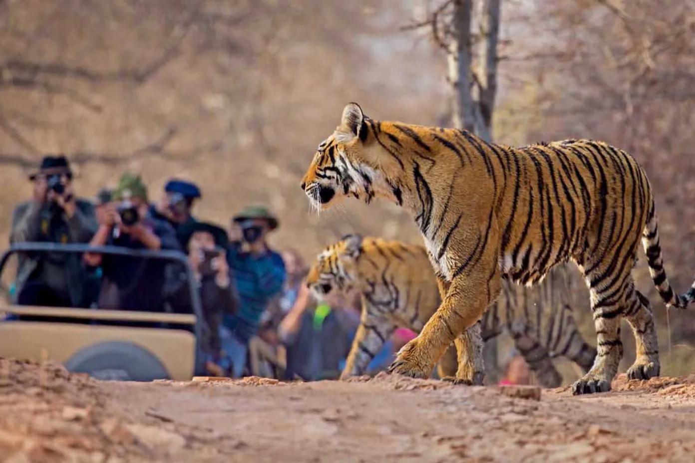 母虎“亲密”时到底有多痛苦?满地打滚、转身攻击公虎