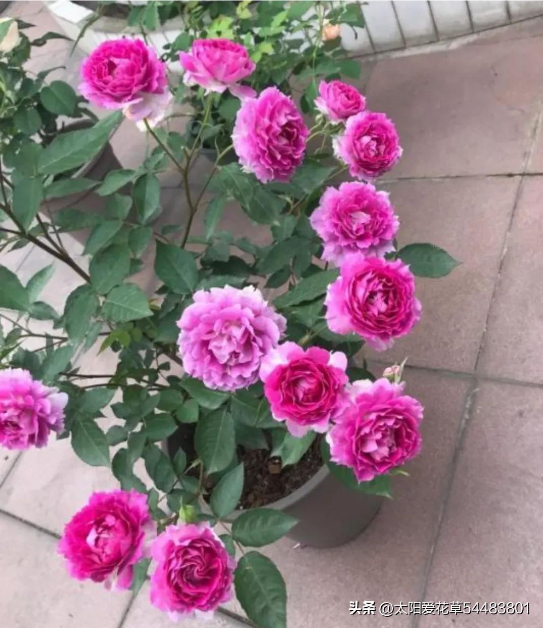 天热后，6种花太能飘香，幸亏我家养了一盆，一花香满屋