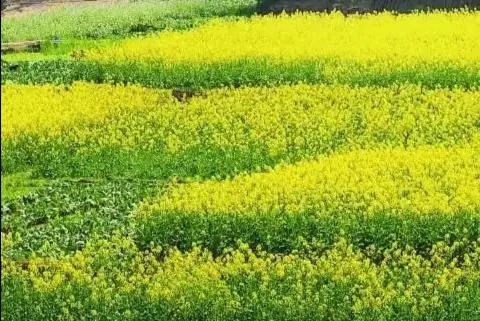 三月油菜香,阳春三月油菜花开春的味道