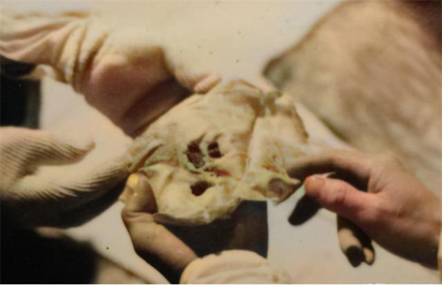 慈禧棺椁被打开结果惊呆众人,1984年清理慈禧墓纪录片