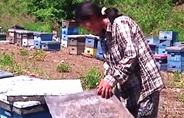 黑龙江养蜂女刘玉平：与20条大蛇同睡在一张床上，至今没被咬过