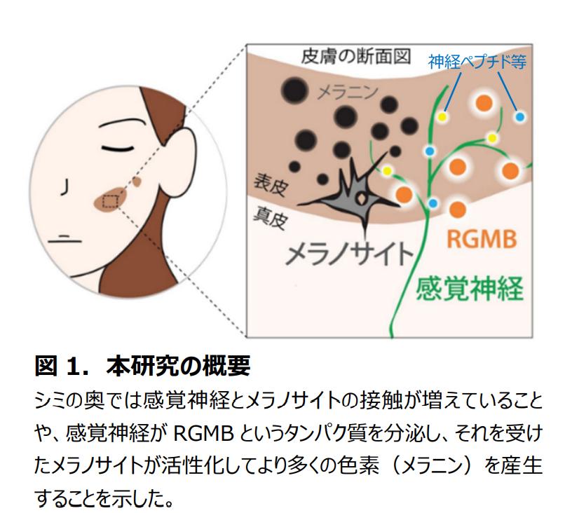 盘点4款大牌美白精华,美白精华合集8款