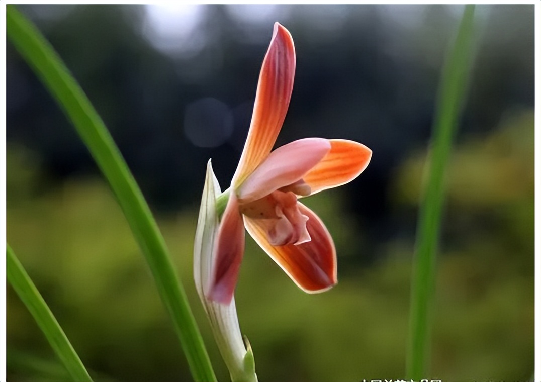 此兰花“红得发紫”，是兰花界的通用粮票，花色独特，曾屡获金奖