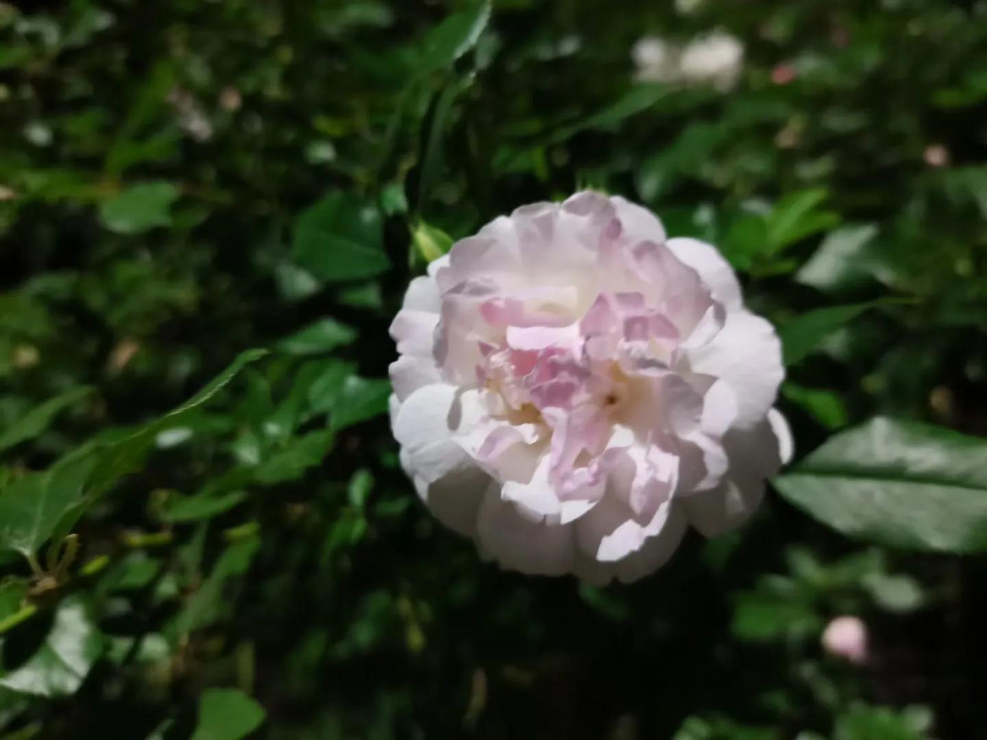 做包皮手术过程中非常疼痛,包皮手术三到四天还会肿正常吗