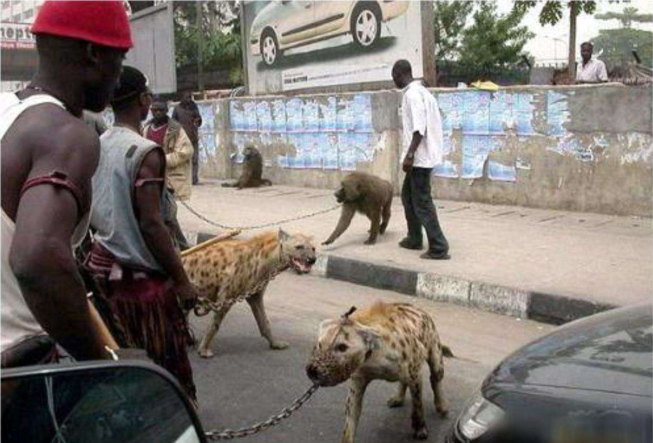 作为非洲二哥的鬣狗，为何不怕狮子怕非洲人？非洲人怎么对它的？