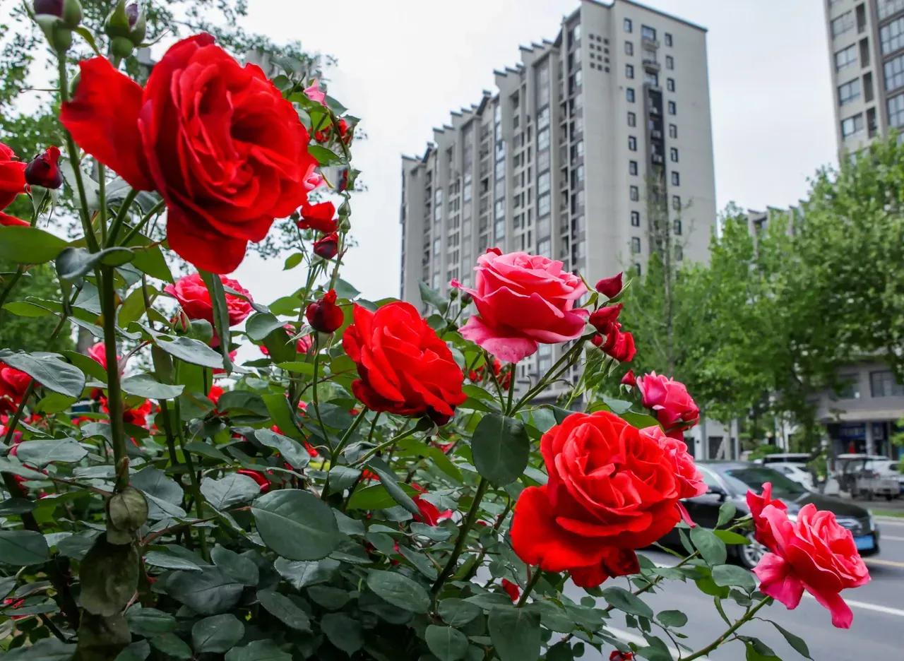 重庆国际象棋锦标赛,中国重庆国际象棋协会