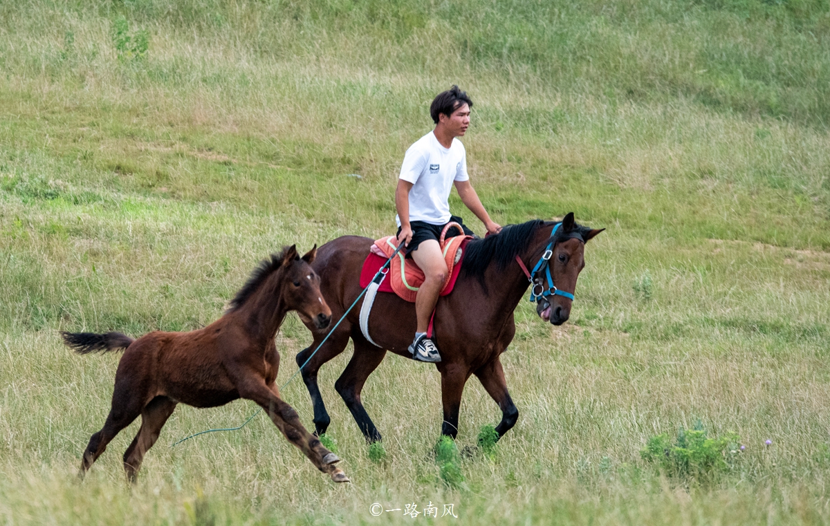 河南特别大的草原,美丽的河南大草原