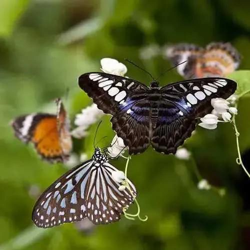 马来西亚你所不知道的国家冷知识,马来西亚是一个什么样的国家