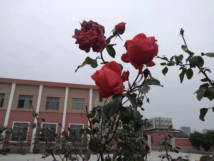 画与景,幼儿长卷画景