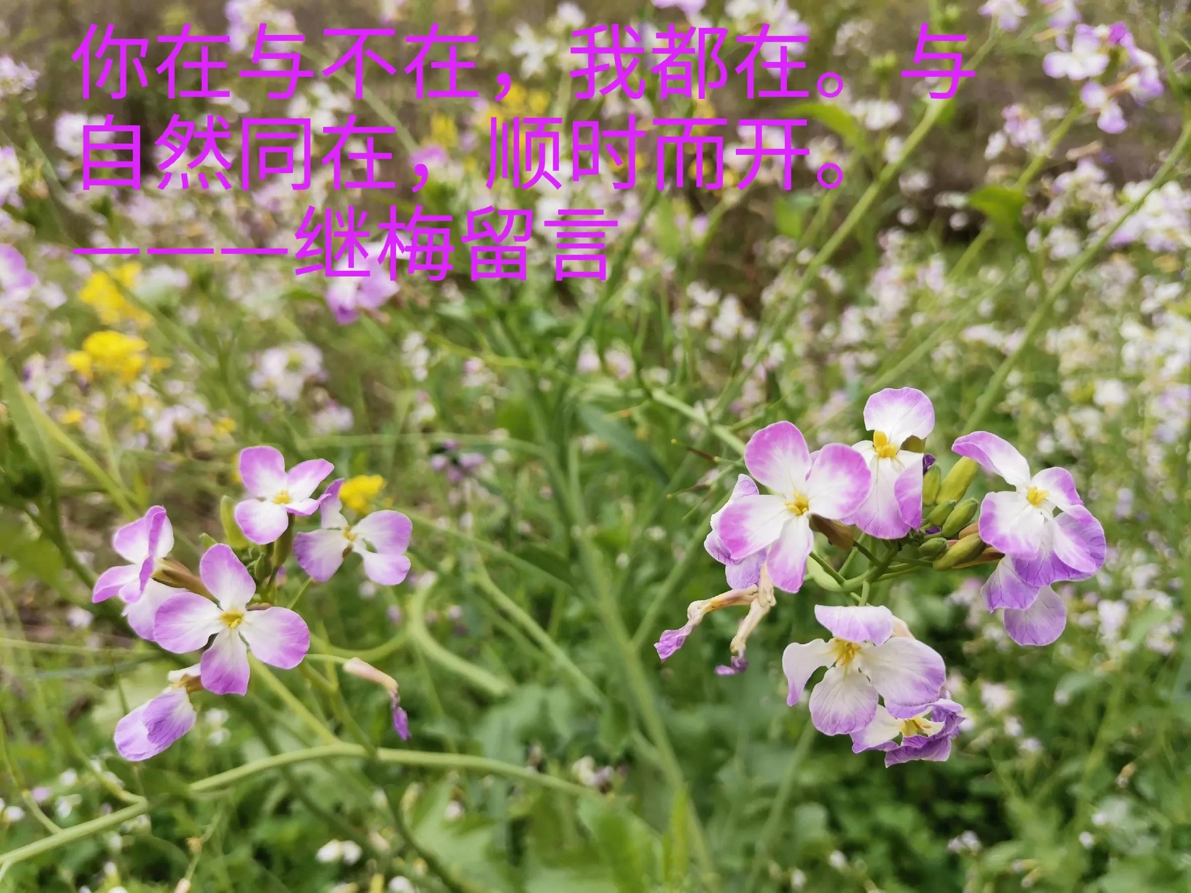 凤凰台上悬明月，同照今人与故人