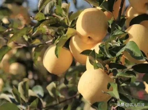 一斤卖16元，果农苦不堪言又趋之若鹜，维纳斯黄金苹果有啥吸引力