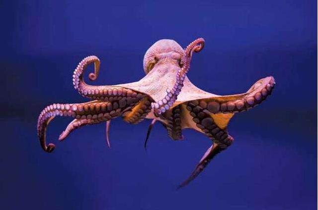 世界上最聪明的人类大脑,人类历史上最聪明的动物