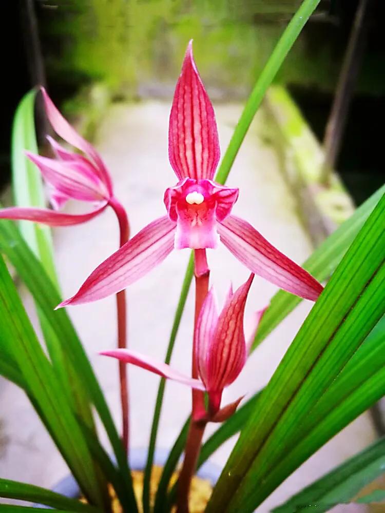 春剑中华红素兰花多少钱一苗,春剑中华红素上盆效果图