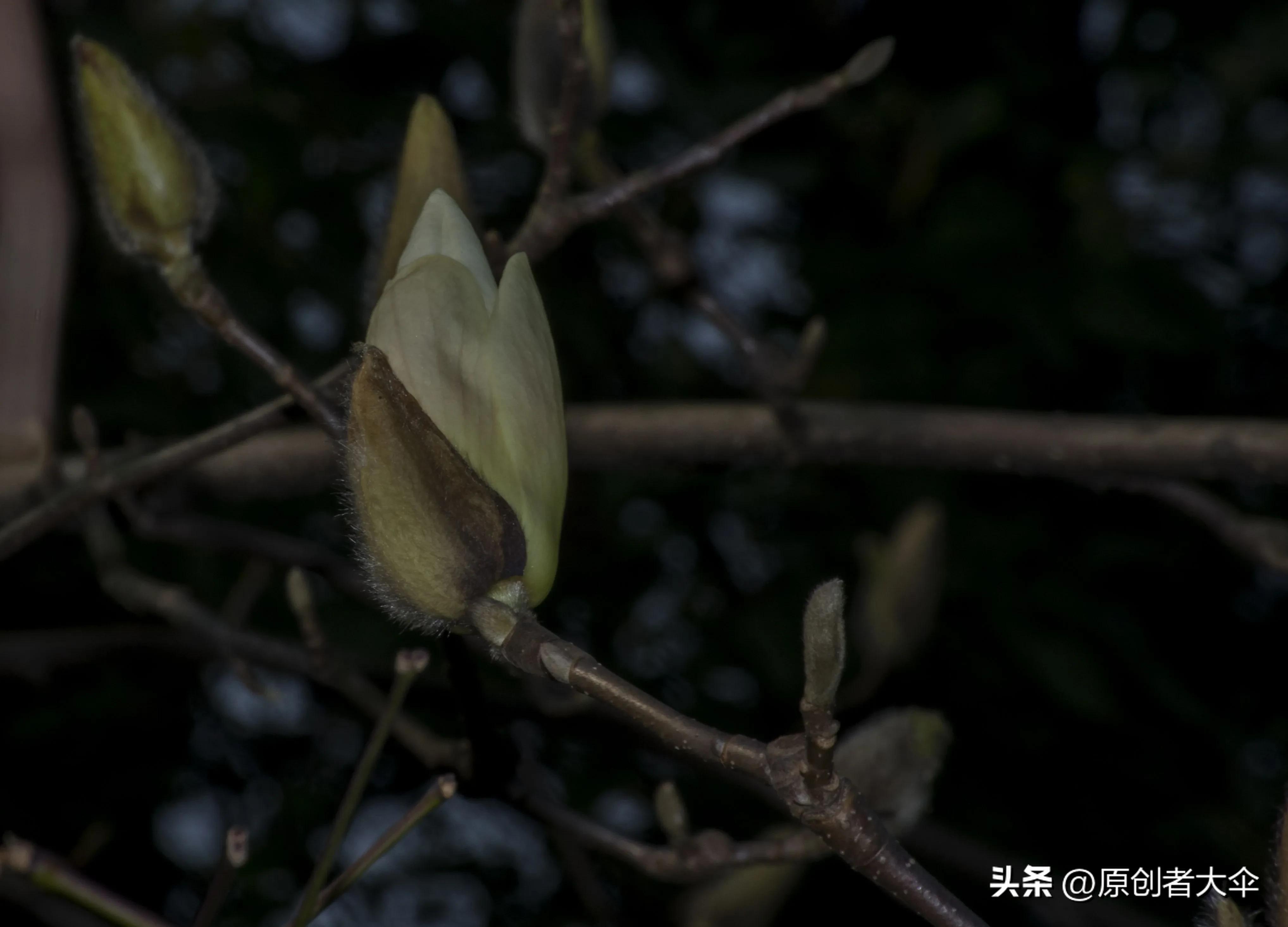 拍个玉兰婴差点赔了台单反