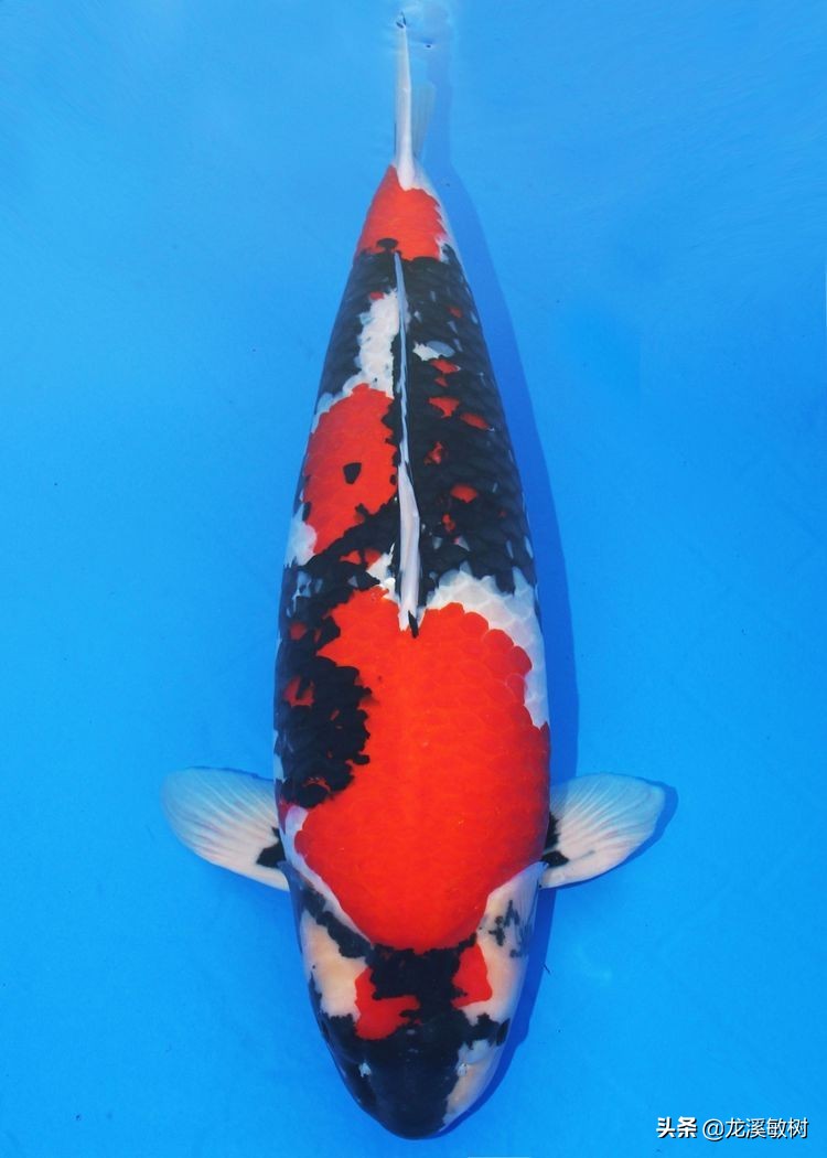 锦鲤分多少种什么样的锦鲤最好养,锦鲤要怎么选才能选到好的锦鲤