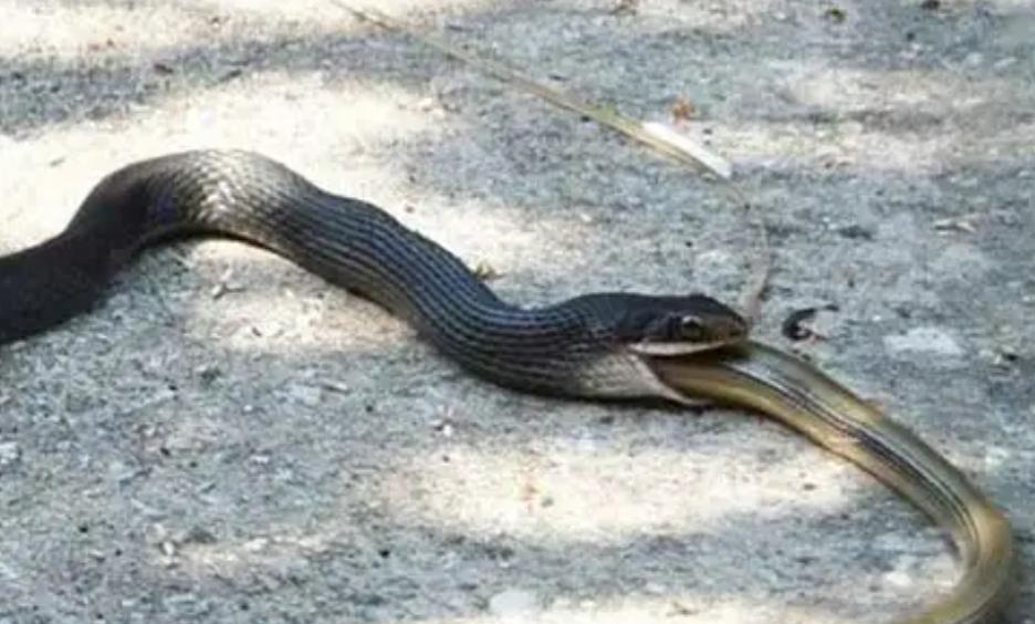 蛇吃毒蛇为什么不会中毒,蛇吃生肉为什么不会得病