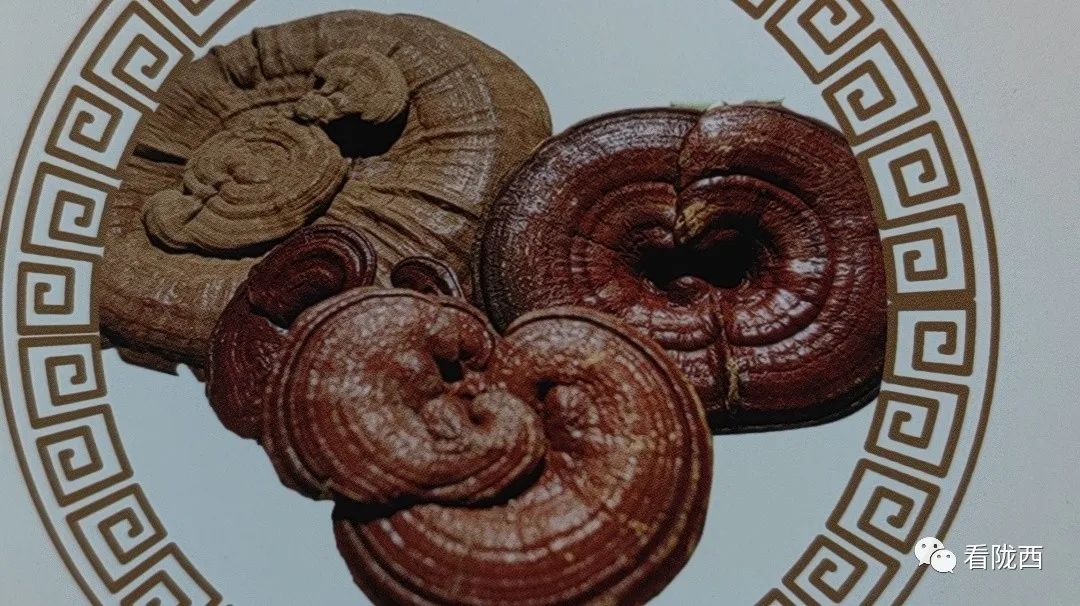 灵芝产业走出乡村振兴新路子,乡村振兴灵芝种植视频报道