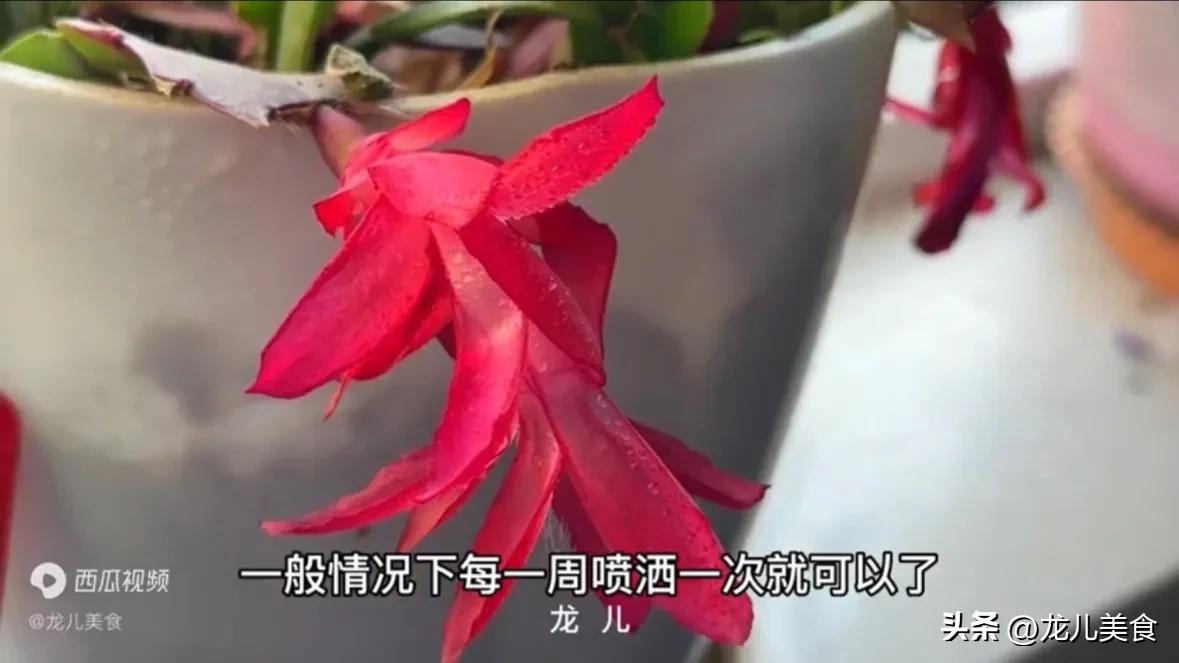 酵母粉养花的小技巧,酵母粉养花啥原理