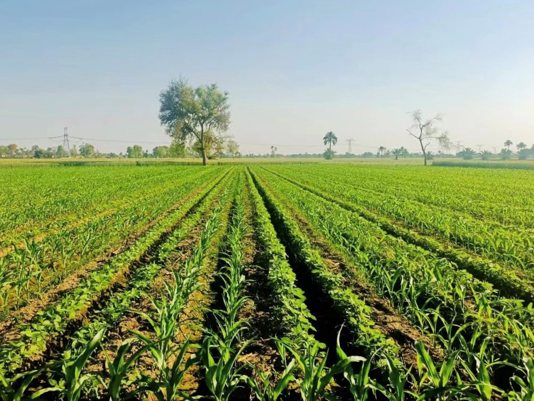 巴基斯坦近期贸易影响,巴基斯坦外贸资讯