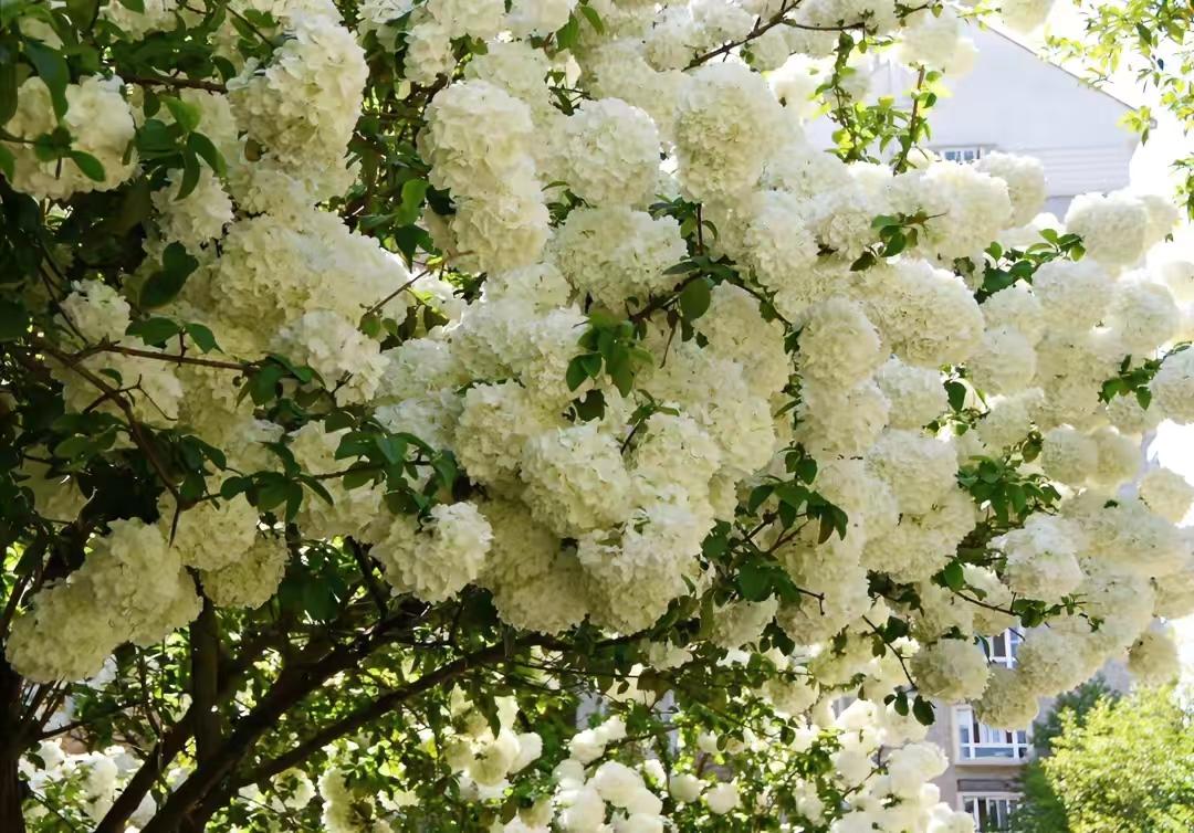 庭院四季常青不怕晒又耐寒的花树,适合在庭院里种植的花树有哪些