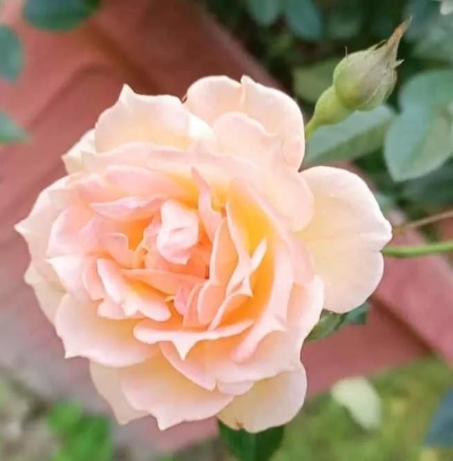 月季品种醉花,月季品种大全及图片欣赏