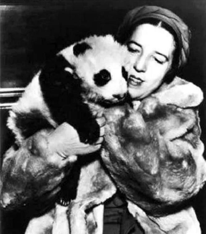 我国被偷的大熊猫,外国人偷大熊猫有多疯狂