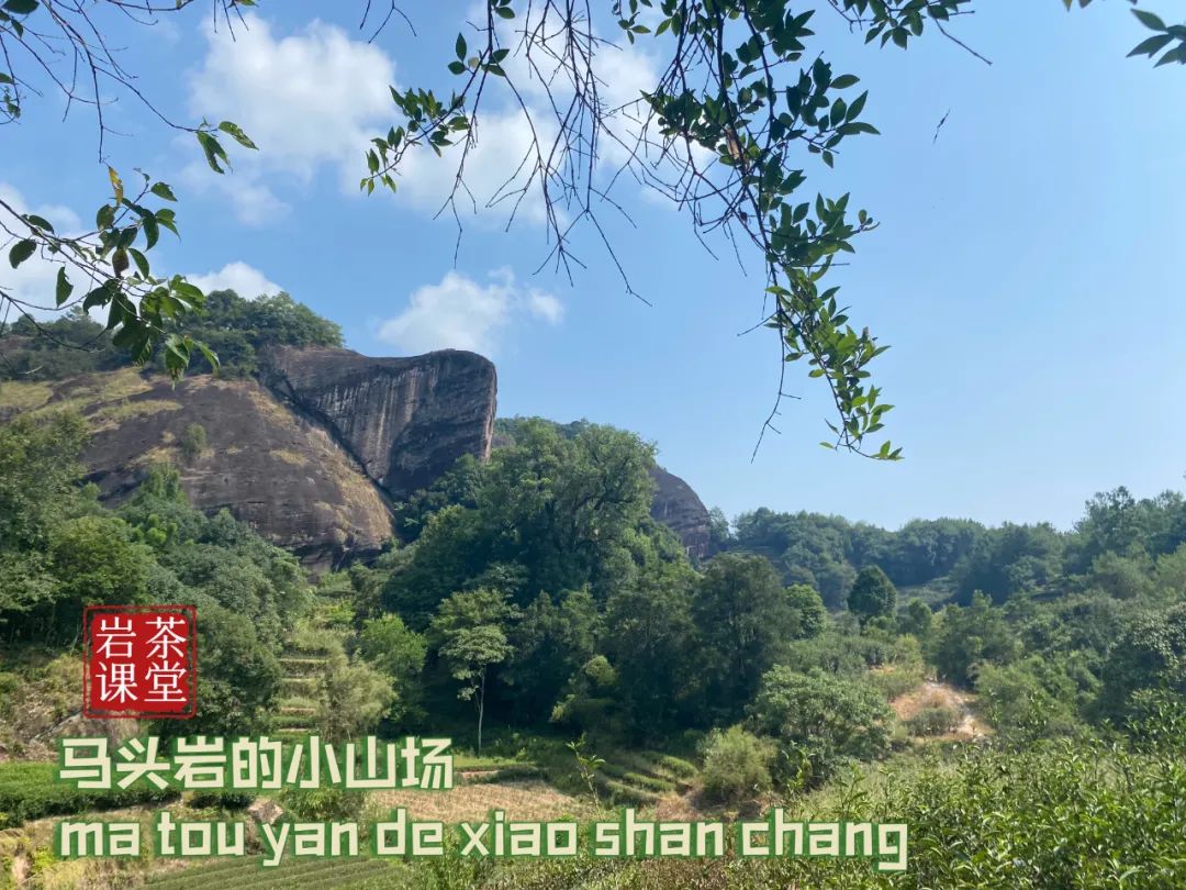 什么样的岩茶是好的岩茶,岩茶叶底很细