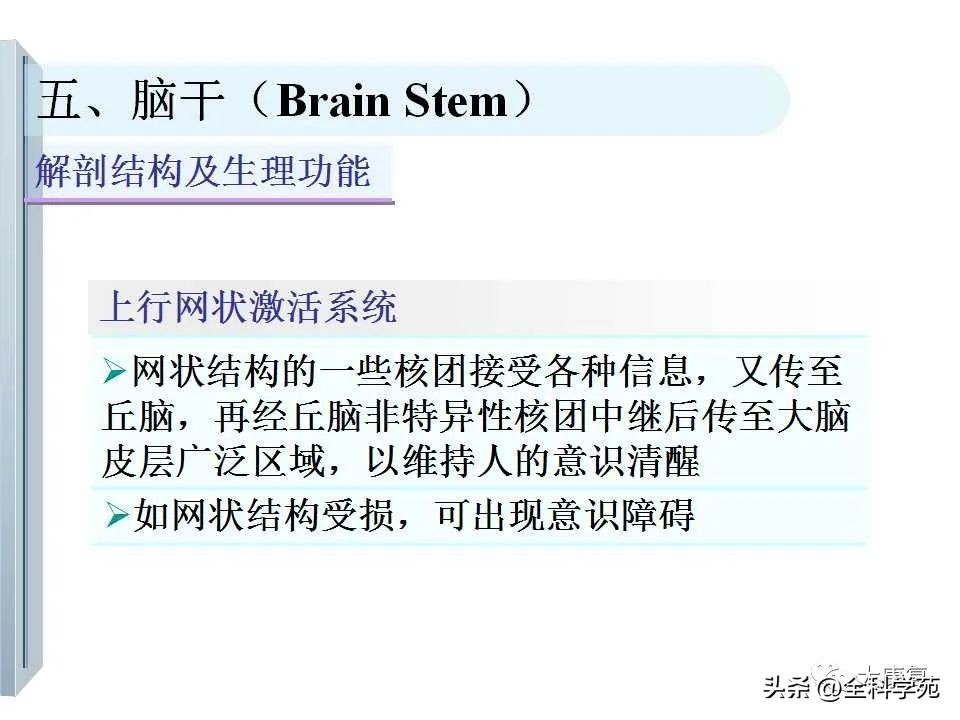 神经系统的影像与解剖定位,最全神经解剖图