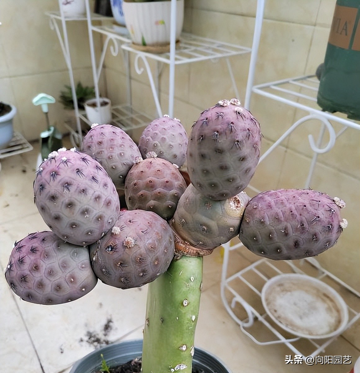 习志野仙人球发根方法,所有仙人球都适合露养吗