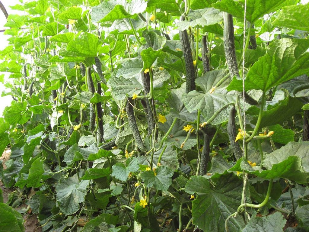 黄瓜种植技术瓜打顶,黄瓜连续结瓜的种植技巧