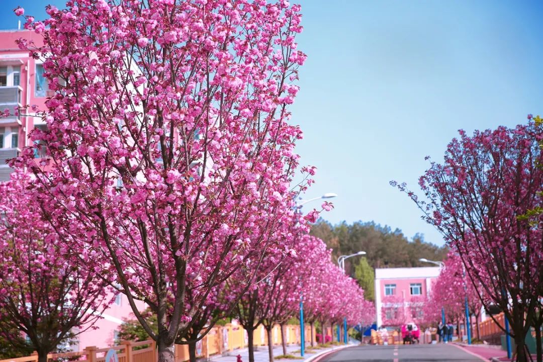 绵阳南实中学实验学校和南山双语,绵阳南山中学实验学校