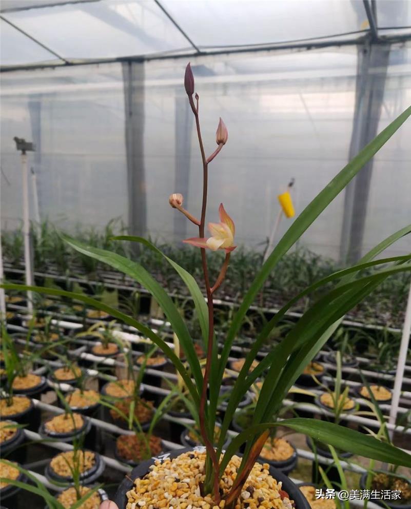 国兰瑰宝！它是建兰“八大金刚”，芳香四溢，比玉石字画都值钱