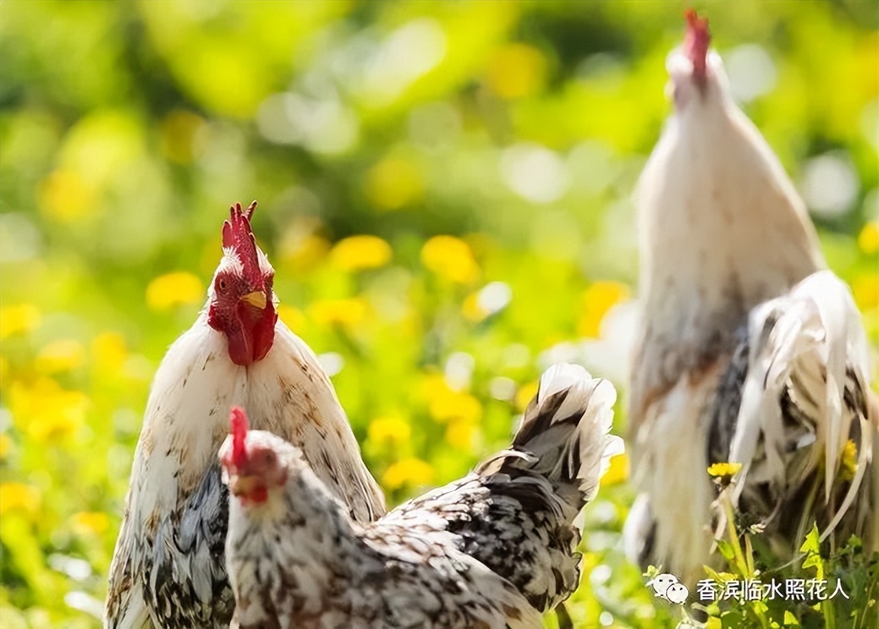 【这样想象真有趣——三年下作文展】邸妙涵《会飞的母鸡》（二）