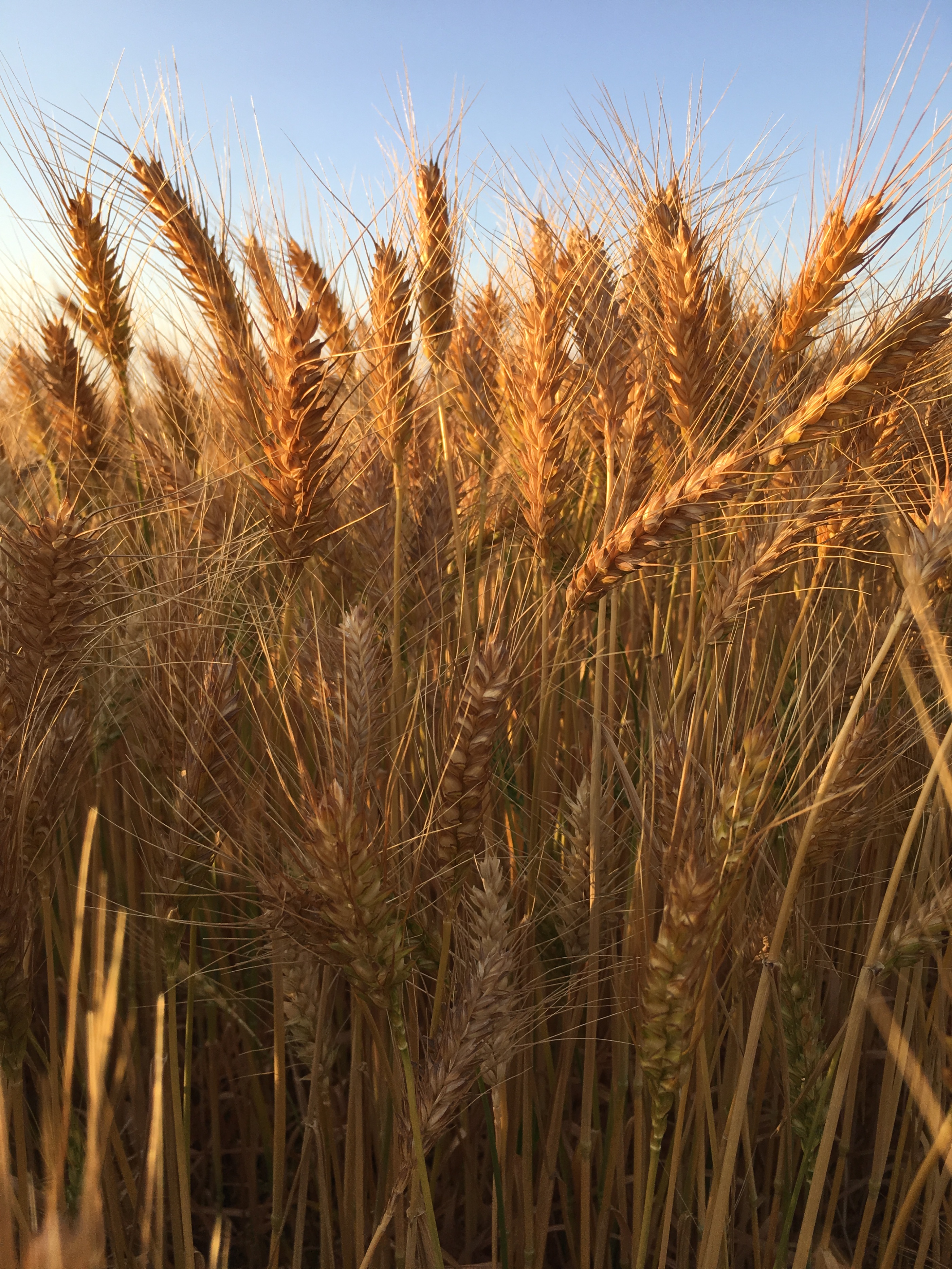 黄骅哪里的小麦是真正的旱碱麦,黄骅旱碱麦是什么样的