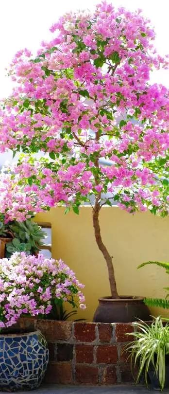 所有花的名称大全,认识各种花的寓意