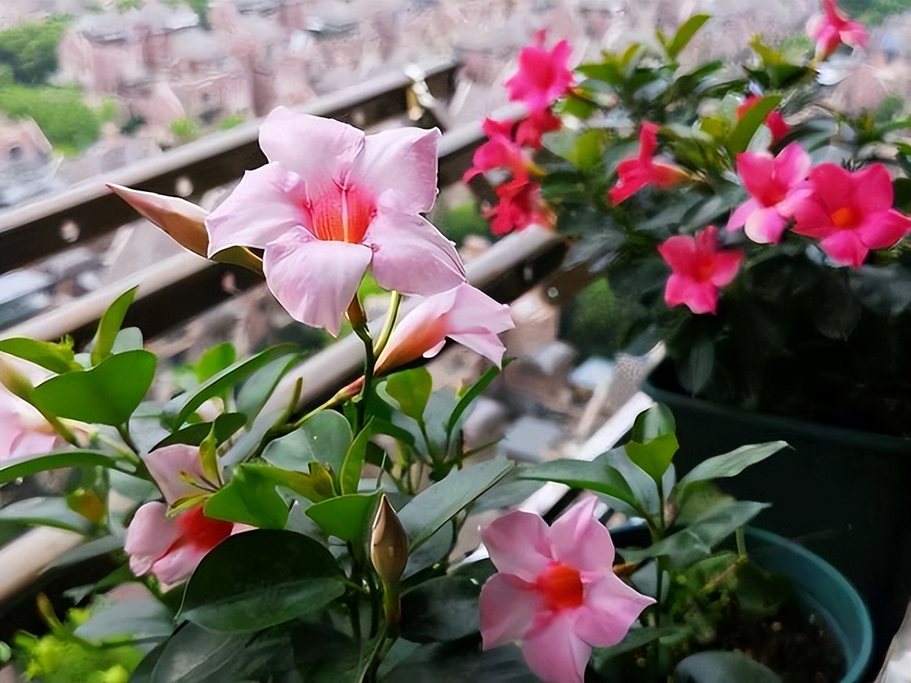 封闭阳台不怕夏天暴晒的植物,适合阳台高温暴晒的植物