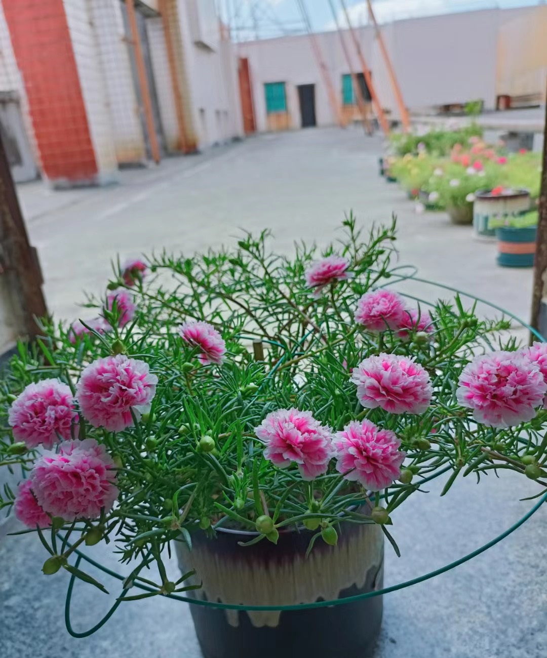 耐热的花好养的有哪些花卉,花期长耐热又好养的花卉