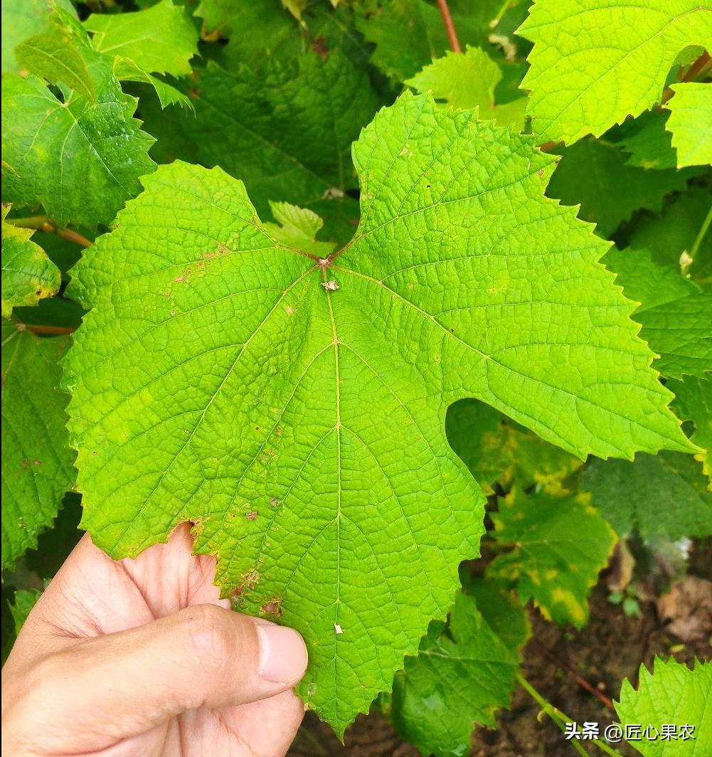 阳光玫瑰葡萄苗扦插好还是嫁接好,阳光玫瑰种植原根好还是嫁接好