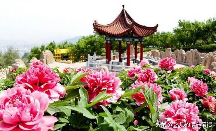 郑州周边，洛阳牡丹一日游，本地人看牡丹的几个地方推荐！