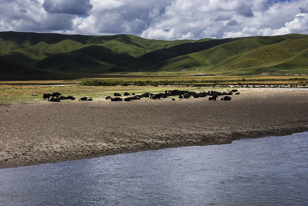 西部大草原旅游攻略,四川红原大草原自驾旅游攻略