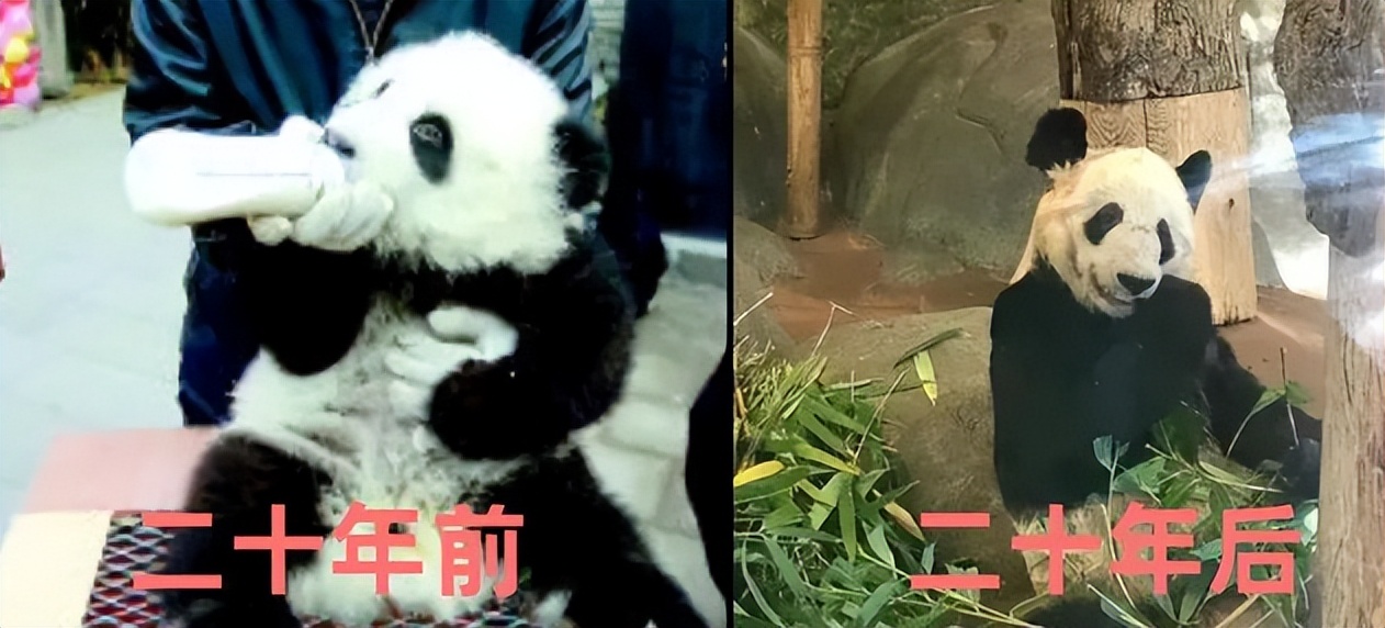 大熊猫香香回国香香出生,大熊猫香香回国后首次露面