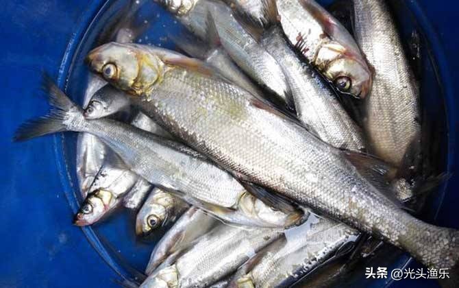 邓刚钓翘嘴鱼视频完整版,邓刚钓翘嘴鱼的方法及技巧