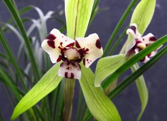 兰花品种大全四川,兰花品种鉴别方法