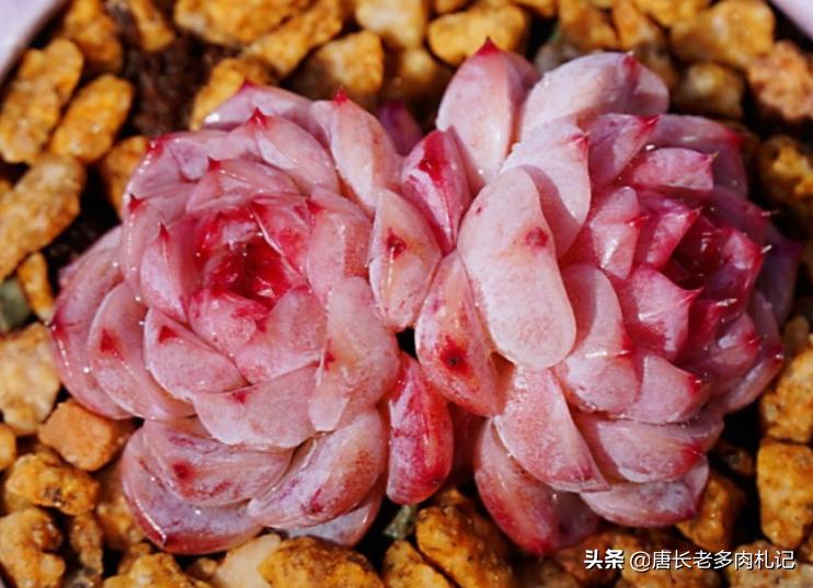 多肉耐涝,多肉耐冻什么程度