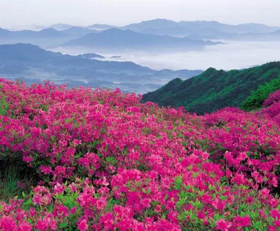 考不上“大小一六八”别泄气,“三朵金花”同样助您考上好大学