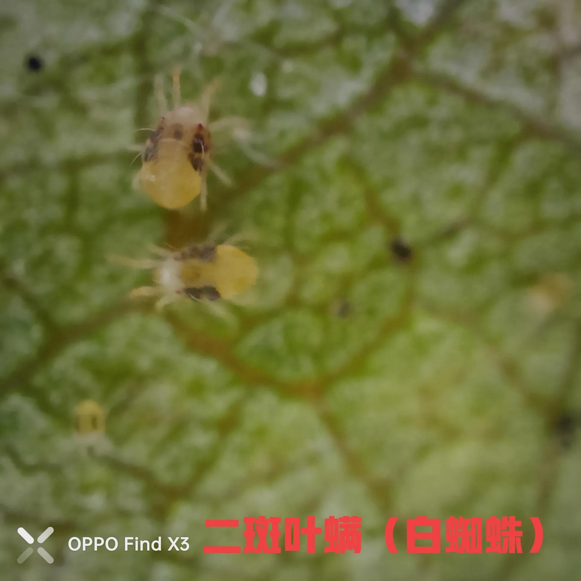 叶螨红蜘蛛怎么彻底消灭,防治红蜘蛛有妙招以螨治螨